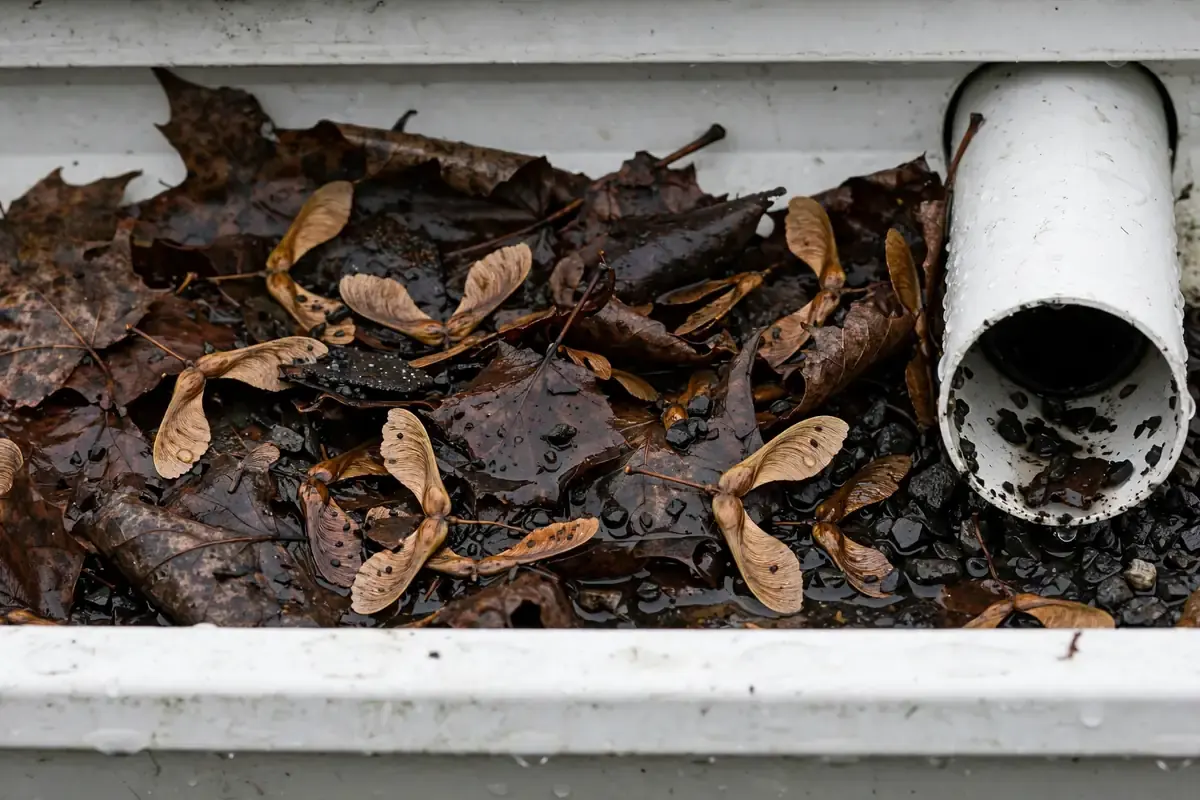 Overhead close-up of a gutter trough packed with wet leaves, maple seeds and shingle grit